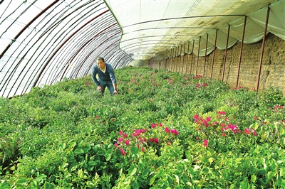 臨夏市折橋鎮四季青種植養殖合作社現有溫棚21座
