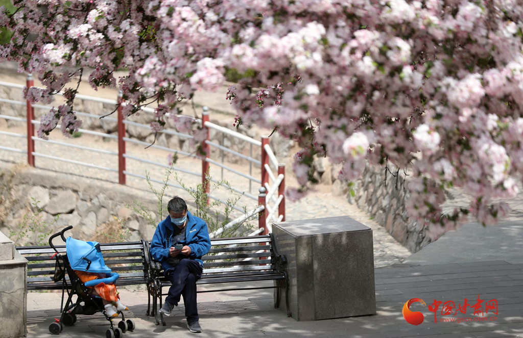 賞花季|蘭州小西湖：西湖之畔花正好 海棠依舊笑春風（組圖+視頻）