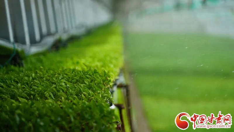【甘肅省決戰決勝脫貧攻堅·產業扶貧】永昌縣焦家莊鎮：高原夏菜鼓起農戶“錢袋子”