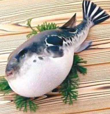 蘭州市市場監督管理局發布通告禁止違法加工、經營河豚魚