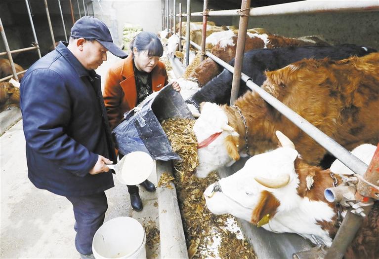我和我的家鄉丨定西臨洮縣黨家墩村：“牛”產業帶來“牛”日子