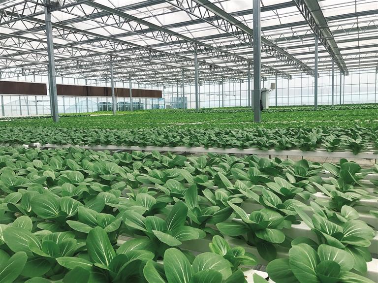 榆中做大做強高原夏菜產業 高品質蔬菜走進千家萬戶