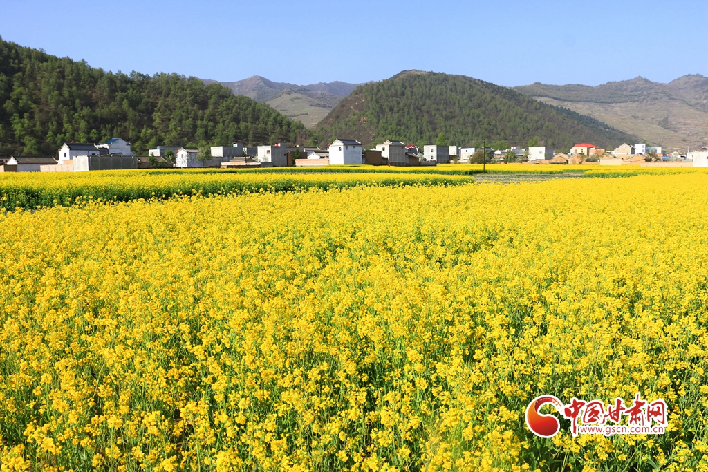 【隴拍客】岷縣十里鎮：油菜花開惹人醉