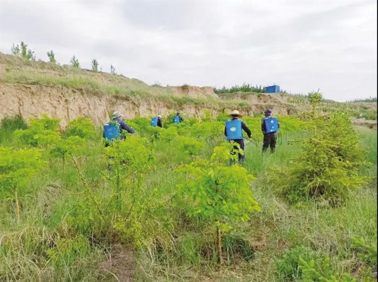 工程建設規模360畝 共栽植各類苗木33332株 蘭州南北兩山生態綠化西山嶺景觀明顯提升