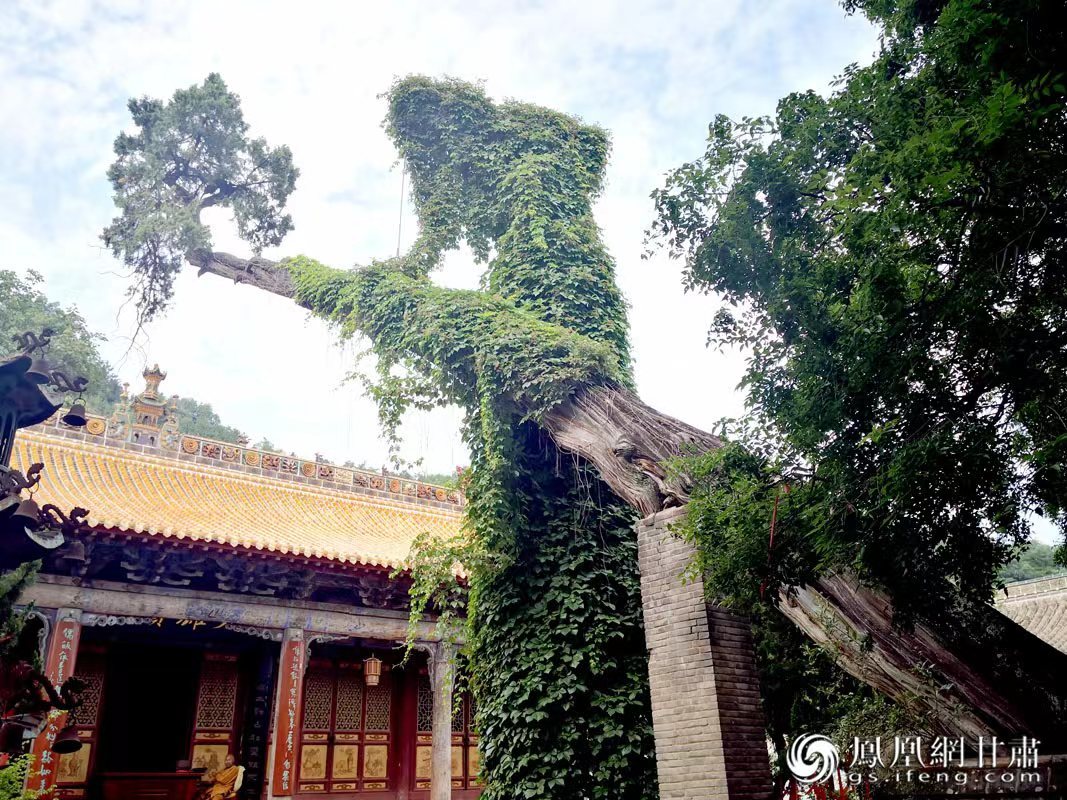 “山頭南郭寺,水號(hào)北流泉。老樹空庭得,清渠一邑傳。”杜甫詩(shī)中的“老樹”,指的就是這株春秋古柏,為南郭寺的“鎮(zhèn)寺之寶”。胡江 攝