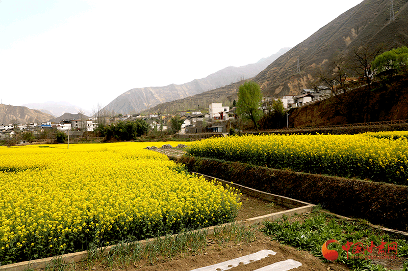 文縣石坊鎮(zhèn)：發(fā)展產業(yè)繪就鄉(xiāng)村新圖景