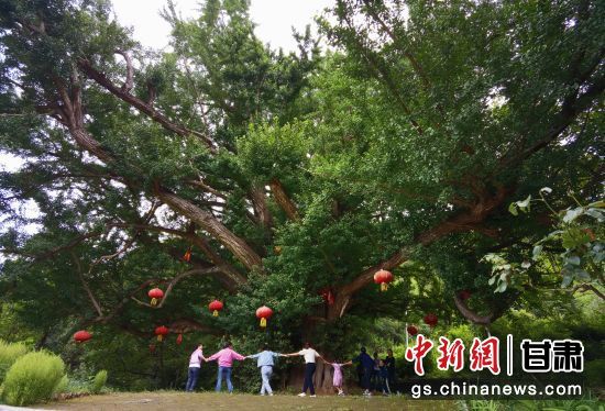隴南徽縣境內最古老的銀杏樹。當地傳說，它已有千年樹齡。（資料圖）殷春永 攝