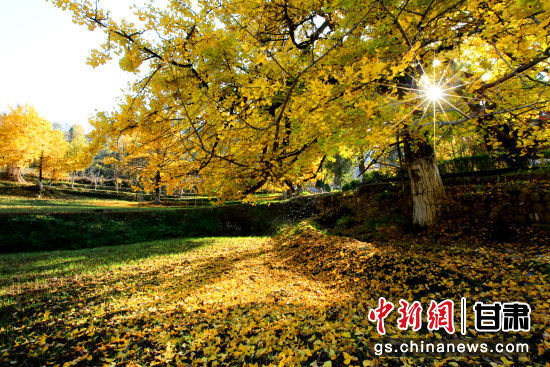 隴南徽縣銀杏樹最美的時候，當屬每年的10月至11月。圖為樹葉已染黃的銀杏樹。張承榮 攝