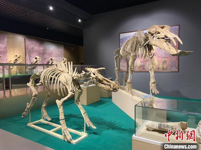 圖為5月底,和政縣古動(dòng)物化石博物館內(nèi)修復(fù)后的古生物化石。 高展 攝 圖為5月底,和政縣古動(dòng)物化石博物館內(nèi)修復(fù)后的古生物化石。 高展 攝