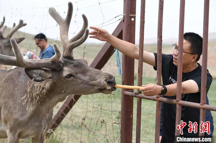 圖為游客在肅南縣馬鹿養殖場內體驗喂鹿。 楊艷敏 攝 圖為游客在肅南縣馬鹿養殖場內體驗喂鹿。 楊艷敏 攝