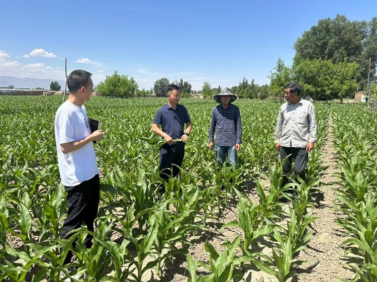 臨澤縣蓼泉鎮紀委工作人員深入田間地頭，現場了解玉米制種長勢和產業發展情況。.jpg