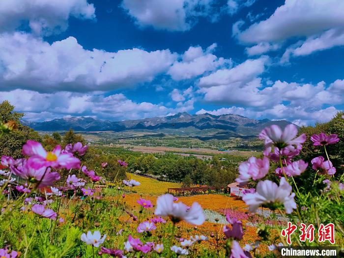 圖為盛夏時節的油嘴灣“花?！??！∈茉L者供圖