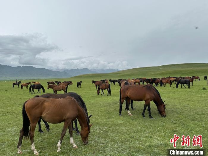 7月中旬，在山丹馬場(chǎng)草原上吃草的“山丹馬”?！〈魑牟?攝