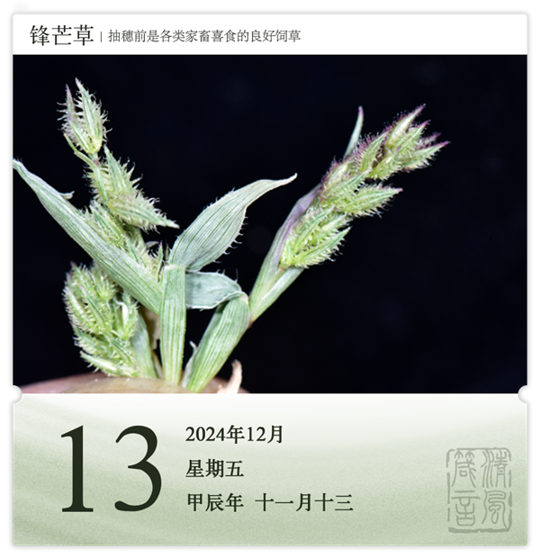 1732869726691890.png 箴歷日歷12-13.png